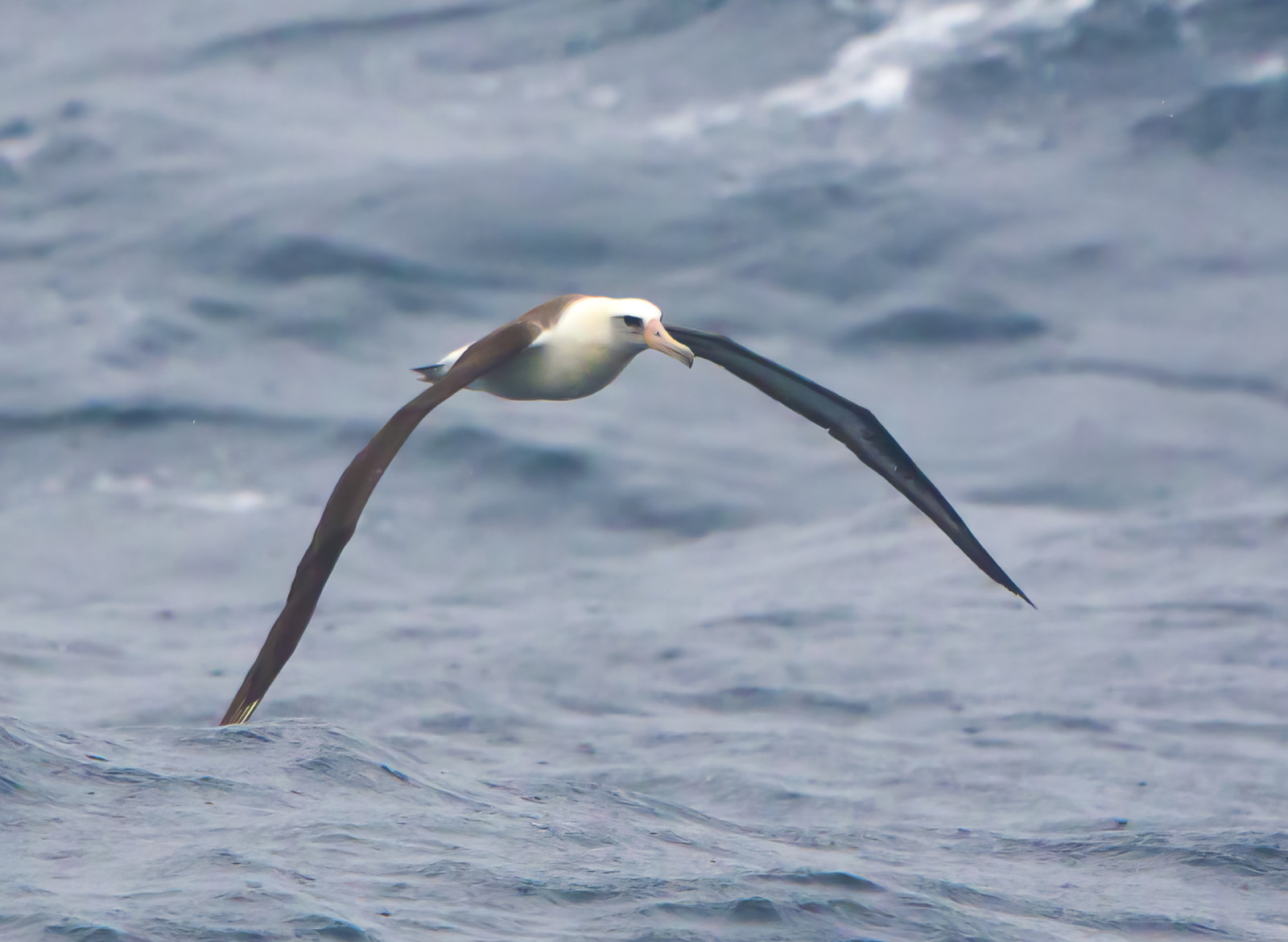 image Laysan Albatross